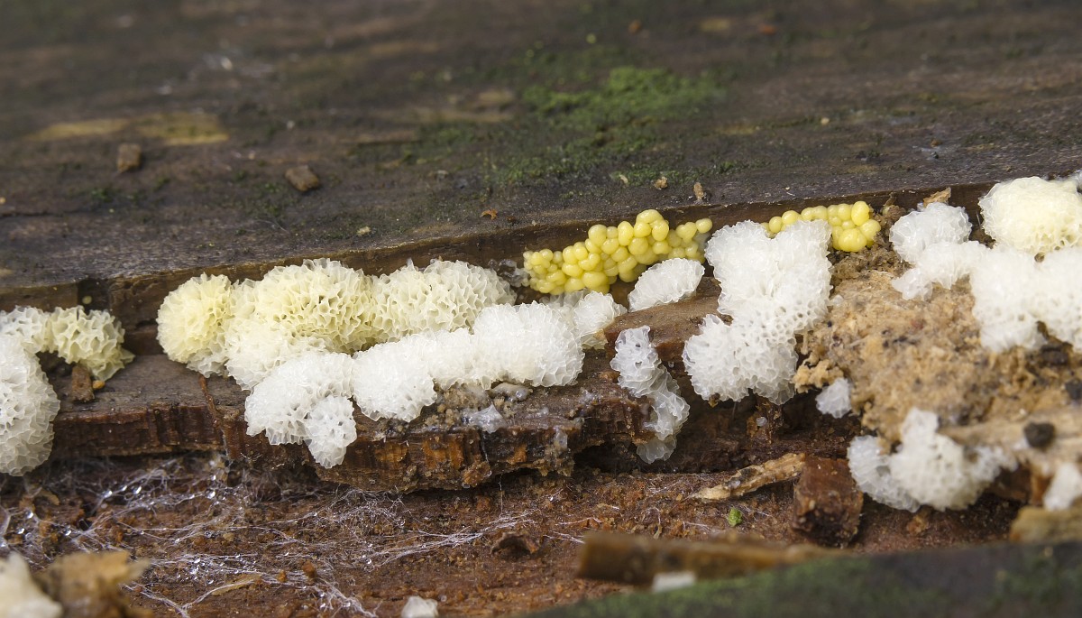 Rus ayollari lesbiyanlar